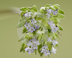 Common Cornsalad or Lambâ€™s Lettuce