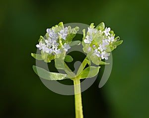 Common Cornsalad or Lambâ€™s Lettuce