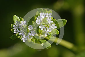 Common Cornsalad or Lambâ€™s Lettuce