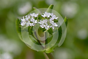 Common cornsalad Valerianella locusta flowers