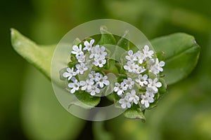 Common cornsalad Valerianella locusta flowers from above