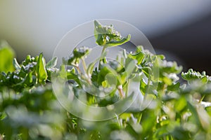 Common cornsalad Valerianella locusta plants in flower