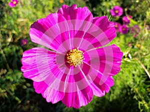 Common cosmos purple colored in detailed view