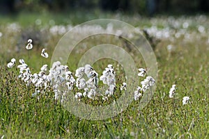 Common cotton grass closeup