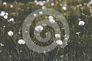 Common cotton grass green field