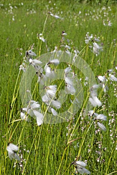 Common Cottongrass