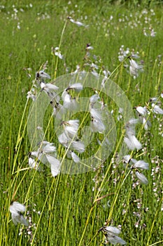 Common Cottongrass photo