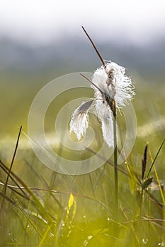 Common cottongrass close up