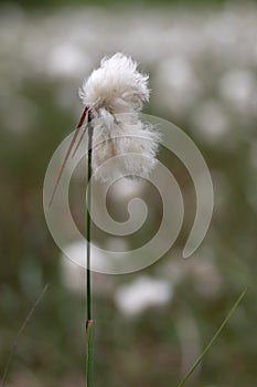 Common cottongrass Eriophorum angustifolium in seed