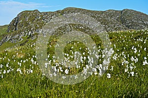 Common cottongrass photo