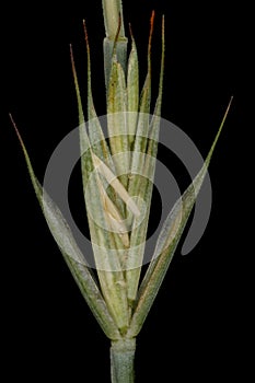 Common Couch Elymus repens subsp. repens var. aristata. Isolated Spikelet Closeup