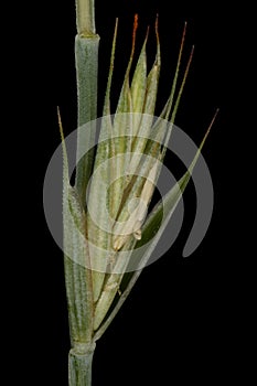 Common Couch Elymus repens subsp. repens var. aristata. Isolated Spikelet Closeup