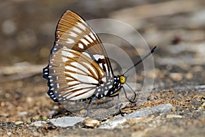 The Common Courtesan butterfly