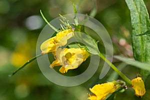 Common cow wheat melampyrum pratense flowers