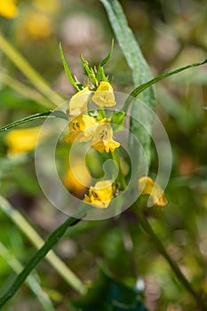 Common cow wheat melampyrum pratense flowers