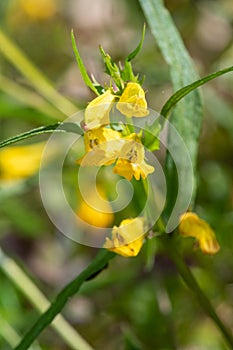 Common cow wheat melampyrum pratense flowers