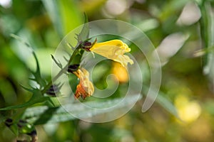 Common cow wheat melampyrum pratense flowers