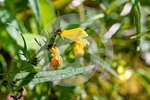 Common cow wheat melampyrum pratense flowers