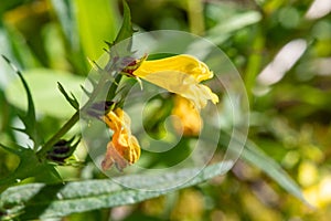 Common cow wheat melampyrum pratense flowers