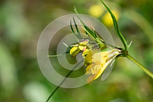 Common cow wheat melampyrum pratense flowers