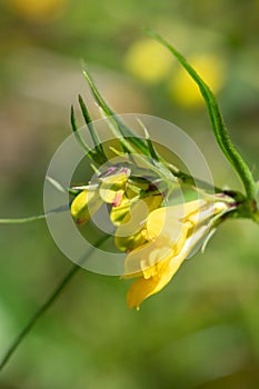 Common cow wheat melampyrum pratense flowers