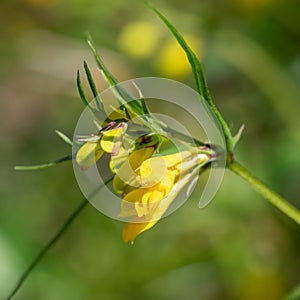 Common cow wheat melampyrum pratense flowers