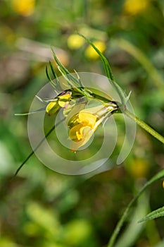 Common cow wheat melampyrum pratense flowers