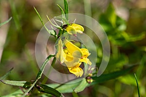 Common cow wheat melampyrum pratense flowers