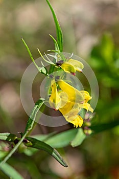 Common cow wheat melampyrum pratense flowers