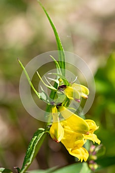 Common cow wheat melampyrum pratense flowers