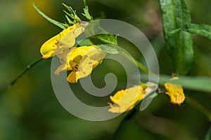 Common cow wheat melampyrum pratense flowers