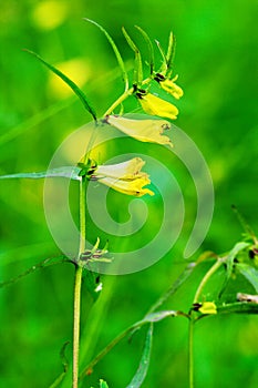 Common Cow-wheat, Melampyrum pratense flowers growing in woodland. Yellow wildflowers blossom in forest.