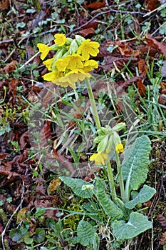 Common cowslip in blooming