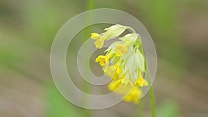 Common cowslip. Blooming yellow flower on meadow in spring. Traditional folk medicine. Close up.