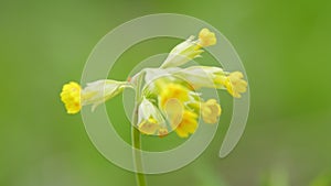 Common cowslip. Blooming yellow flower on meadow in spring. Traditional folk medicine. Close up.