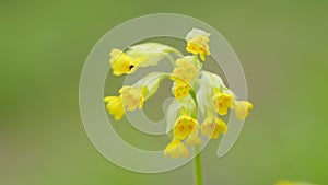 Common cowslip or cowslip primrose with clusters of yellow flowers. Natural background. Close up.