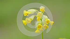 Common cowslip or cowslip primrose with clusters of yellow flowers. Natural background. Close up.
