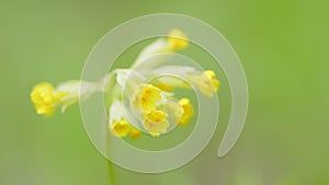 Common cowslips or primula veris, in bloom. Yellow cowslip primrose flowers, primula veris. Close up.