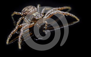 The common crab spider on black background