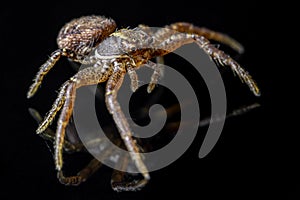 The common crab spider on black background - art design