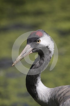 Common crane