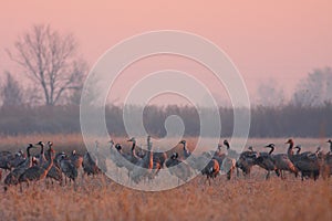 Common crane