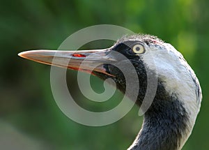 Common crane