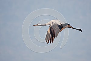 Common crane