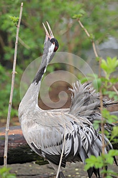 Common crane