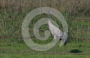 Common Crane