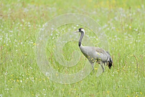 Common crane