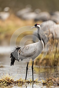 Common crane