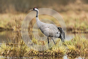 Common crane