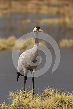 Common crane